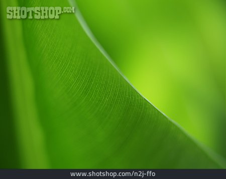 
                Bananenblatt, Pflanzenblatt                   
