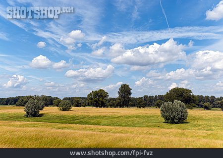 
                Busch, Rheinland, Graslandschaft                   