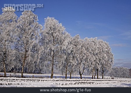 
                Winterlandschaft, Birke                   