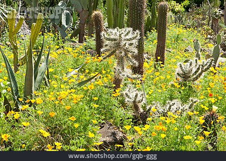 
                Kaktusgarten                   