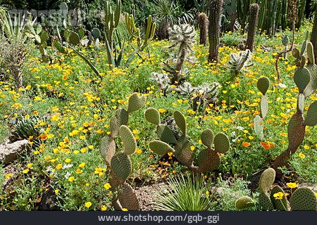
                Kaktusgarten                   