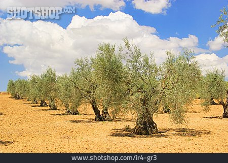 
                Olive Tree, Olive Grove                   