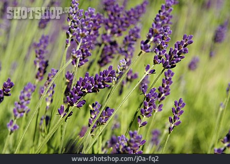 
                Lavendel                   