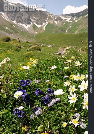 
                Blühen, Bergwiese, Berner Oberland                   