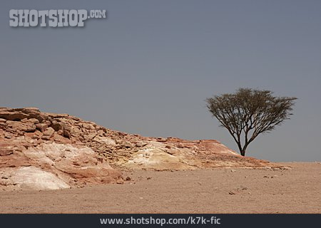 
                Wüste, Akazie, Sinai                   