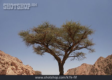 
                Wüstenpflanze, Akazie, Sinai                   