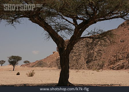 
                Wüstenpflanze, Akazie, Sinai                   