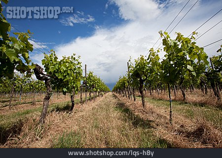 
                Weinanbaugebiet, Weinfeld, Südliche Weinstrasse                   