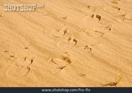 
                Sand, Fährte, Abdruck                   