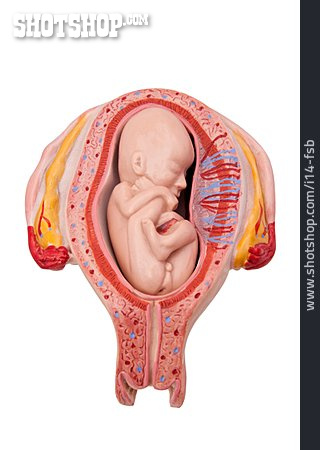
                Gebärmutter, Anatomiemodell, Fötus                   
