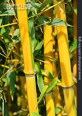 
                Bambus, Bambusrohr                   
