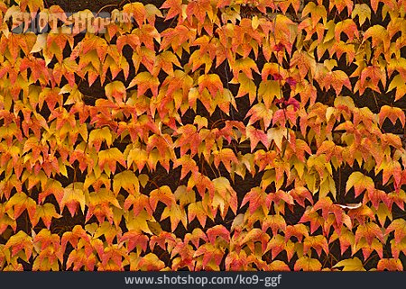 
                Hintergrund, Herbstlich, Weinlaub                   
