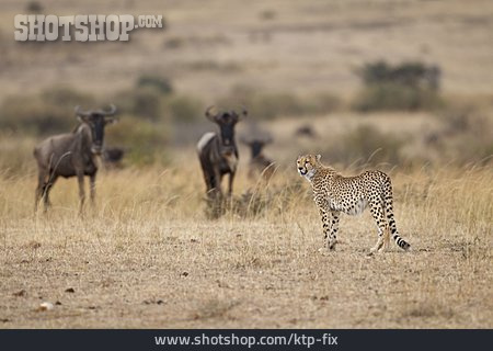 
                Raubkatze, Gepard, Kenia, Gnu                   