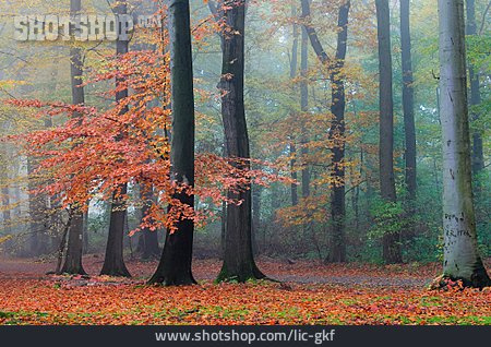 
                Herbst, Buchenwald                   