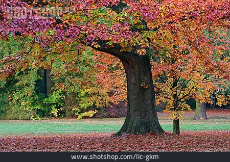 
                Baum, Herbst, Eiche                   