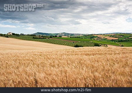 
                Landwirtschaft, Weizenfeld, Getreidefeld                   