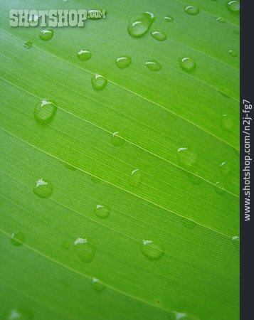 
                Wassertropfen, Pflanzenblatt                   