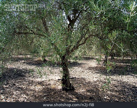 
                Olivenbaum, Mediterran, Olivenhain                   