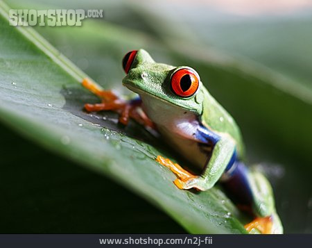 
                Frosch, Rotaugenlaubfrosch                   