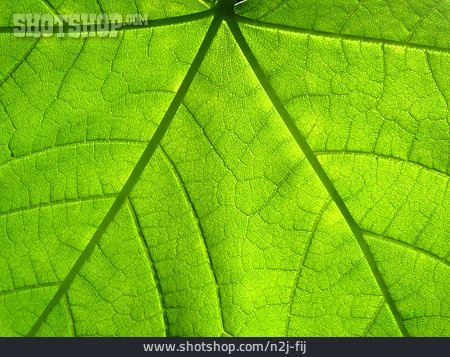 
                Pflanzlich, Photosynthese, Pflanzenblatt                   