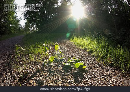 
                Sunlight, Path, Gravel Road                   