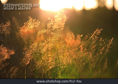 
                Sunlight, Grasses                   