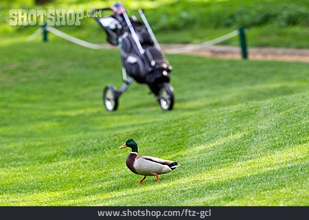 
                Humor & Skurril, Ente, Golfplatz                   