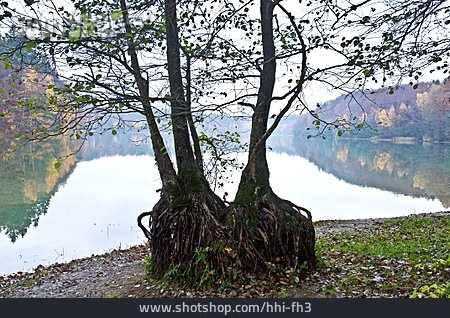 
                Baum, Herbstlich, Waldsee                   