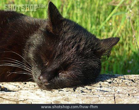 
                Ausruhen, Schlafen, Schwarze Katze                   