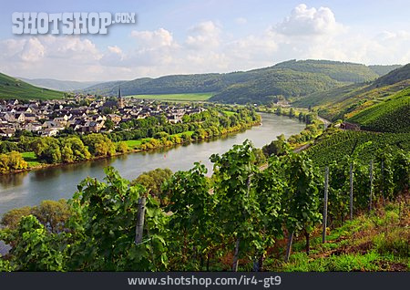 
                Weinbau, Rheinland-pfalz, Mosel, Rachtig, Zeltingen-rachtig                   