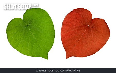 
                Blattfärbung, Pflanzenblatt                   