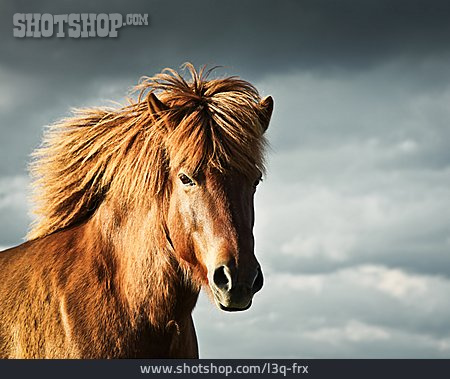
                Horse, Icelandic Horse                   