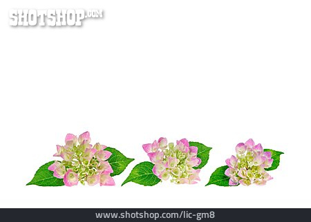 
                Hortensie, Hortensienblüte                   