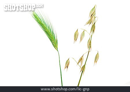 
                Getreide, Roggen, Hafer, Getreidesorte                   