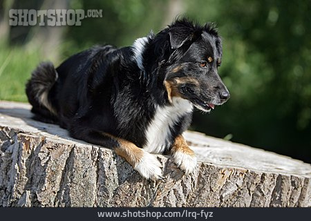 
                Hund, Australian Shepherd                   