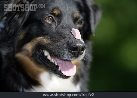 
                Hund, Australian Shepherd, Hundetrick                   