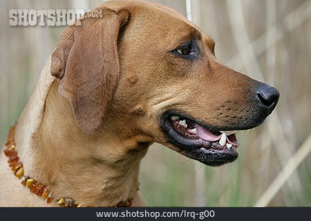 
                Hund, Rhodesian Ridgeback                   