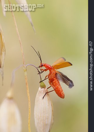 
                Roter Weichkäfer                   