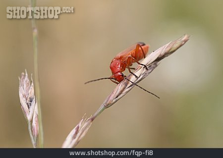 
                Roter Weichkäfer                   