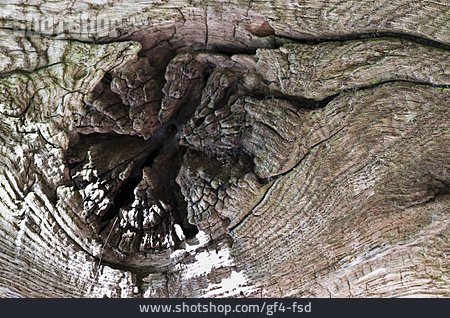 
                Holzstruktur, Eichenstamm                   