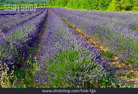 
                Provence, Lavendelfeld                   