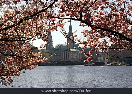 
                Hamburg, Baumblüte, Binnenalster                   