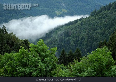 
                Wald, Nebel, Schwarzwald                   