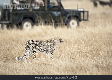 
                Gepard, Safari                   