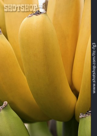 
                Banana, Banana Tree                   