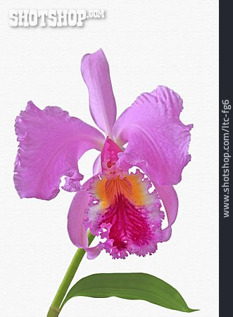 
                Cattleya, Orchideenblüte, Laelia                   