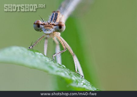 
                Libelle, Tierporträt                   