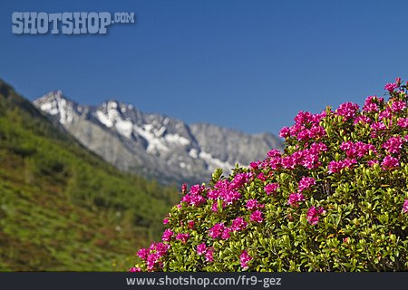 
                Alpen, Italien, Alpenrosen                   