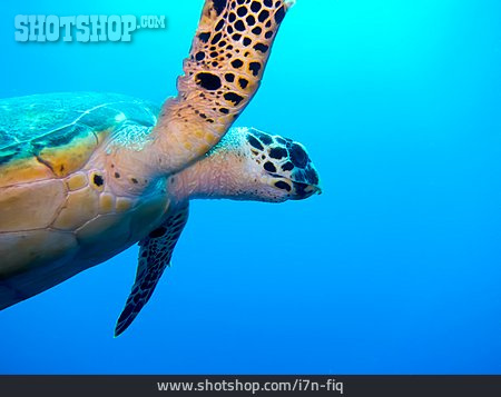 
                Unterwasser, Schildkröte, Meeresschildkröte                   