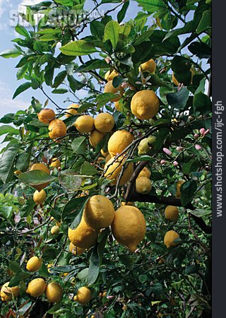 
                Zitronenbaum                   